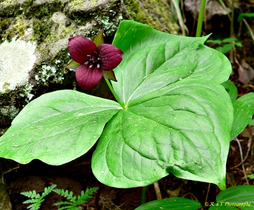 {Trillium sulcatum}